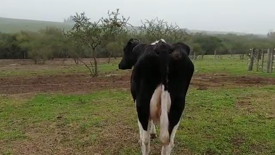 Lote 1 VACA PROXIMA