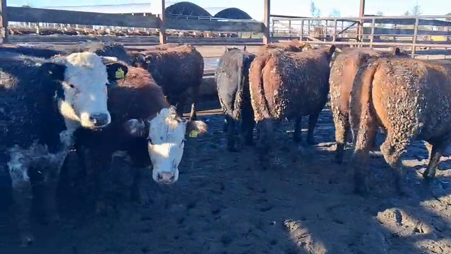Lote 20 Vaquilla Gorda en Los Ángeles, VIII Región Biobío