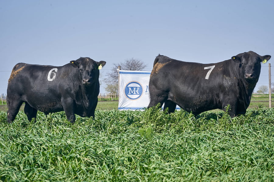 Lote "ME KEN" TOROS ANGUS P.P.