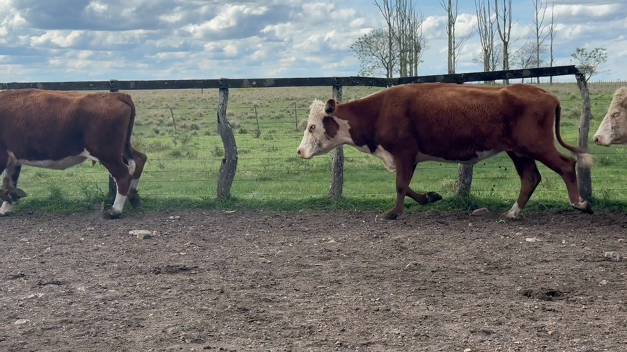 Lote 11 Vacas Conserva