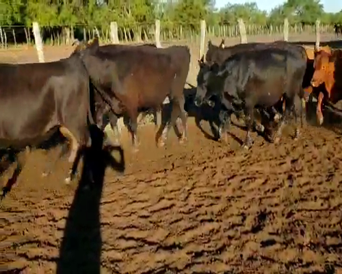 Lote 100 Novillos en Villaguay, Entre Ríos