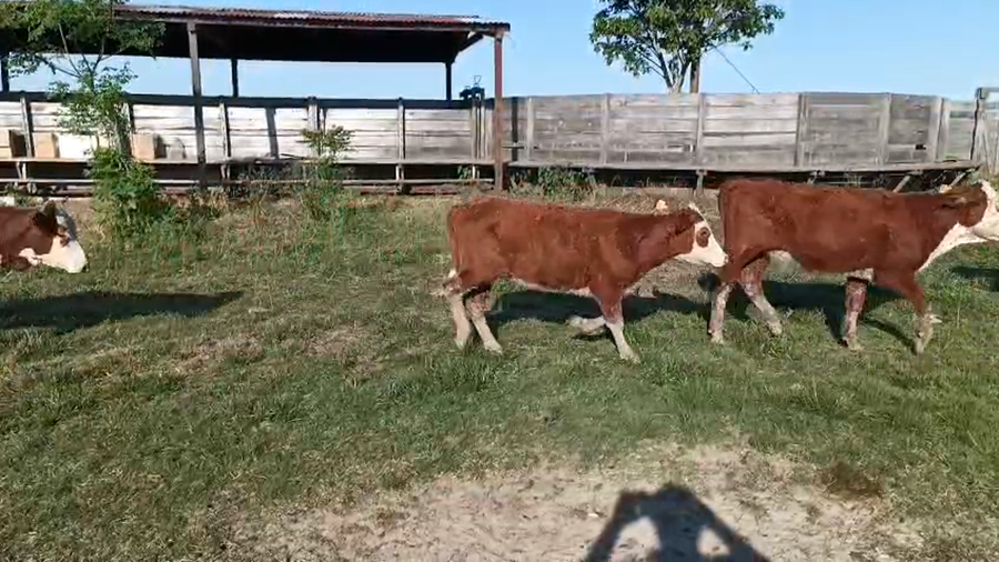 Lote 34 Vaquillonas