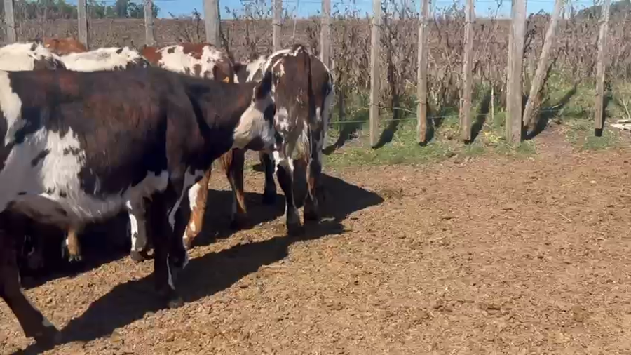 Lote 13 Novillos a remate en Pantalla Camy - Aniversario 31 Años 170kg - , San José