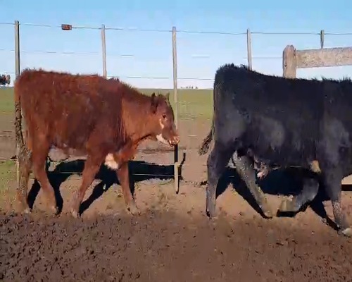 Lote 65 Terneros en Benito Juárez, Buenos Aires