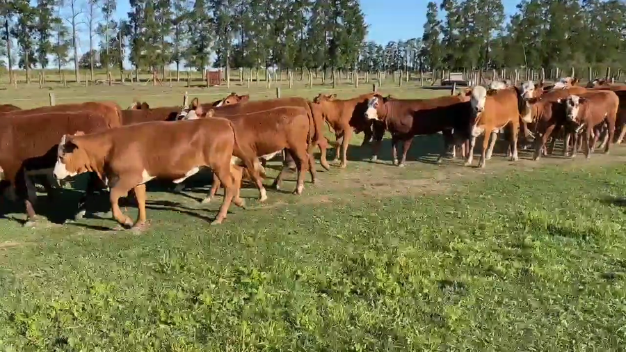 Lote 110 Terneras en Corrientes, Perugorría