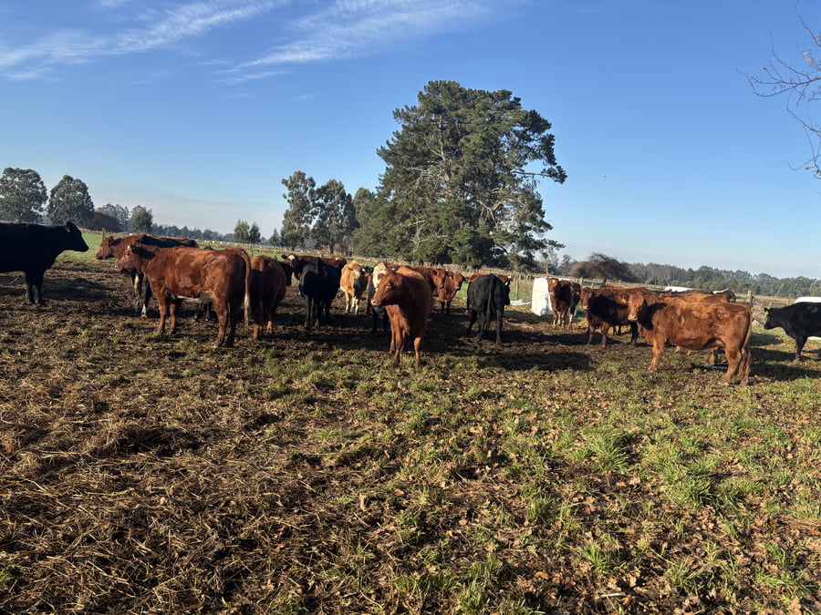 Lote 40 Vaquilla Engorda en Puyehue, X Región Los Lagos