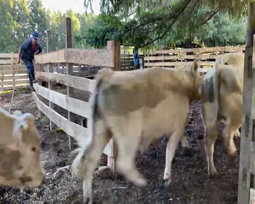 Lote 20 Novillo Gordo en Osorno, X Región Los Lagos