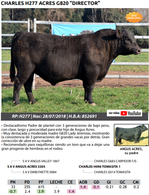 Lote TOROS PEDRIGREE