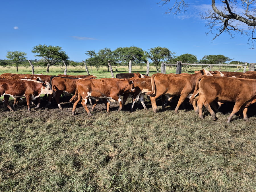 Lote 45 Terneros en Corrientes, Curuzú-Cuatiá