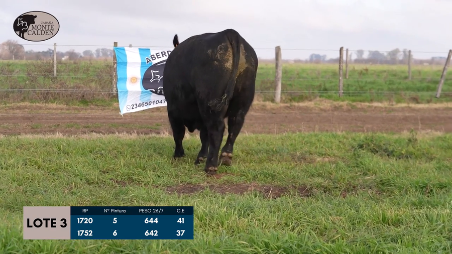 Lote Toros Puro de pedigree