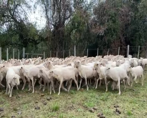Lote OVEJAS