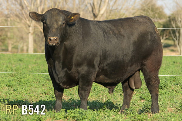 Lote 3 TOROS PUROS DE PEDIGREE