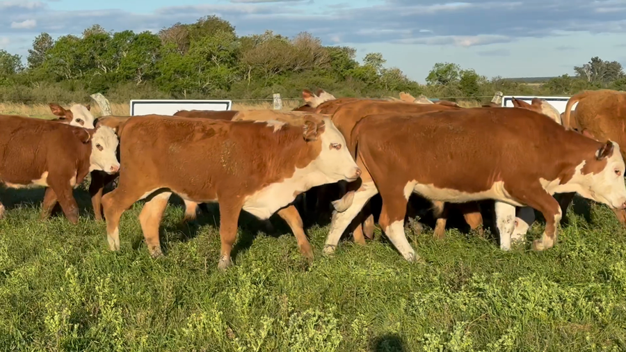 Lote 105 Terneros en Corrientes, Mercedes