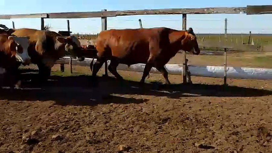 Lote 32 Novillos en Corrientes, Santo Tomé
