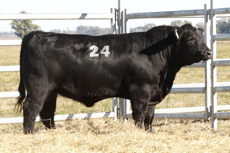 Lote TOROS ANGUS PUROS CONTROLADOS