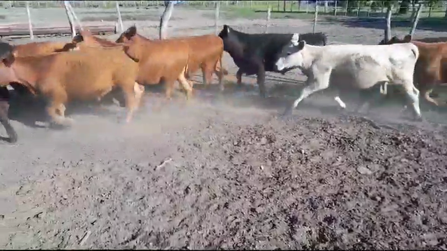 Lote 70 Terneros/as en Villaguay, Entre Ríos