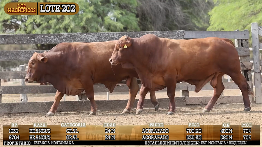Lote LOTE 202 - VIVO