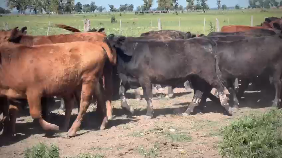 Lote 65 Terneros en San Vicente, Buenos Aires