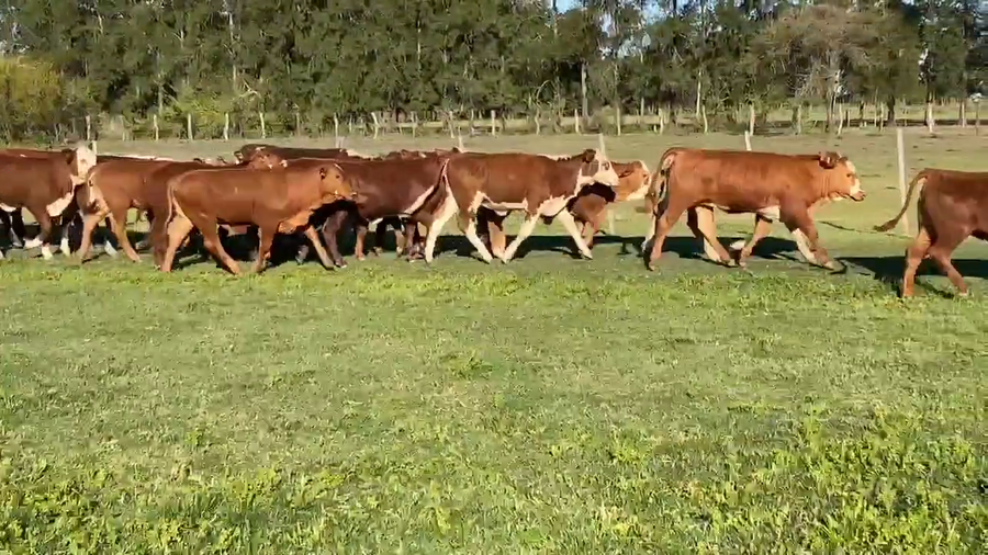 Lote 110 Terneras en Corrientes, Perugorría