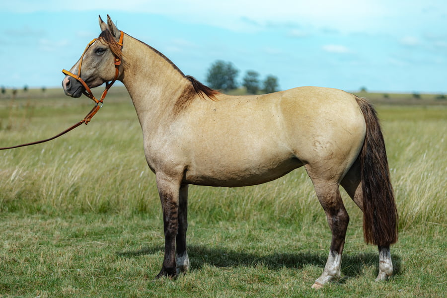 Lote Jabalina Del Malo