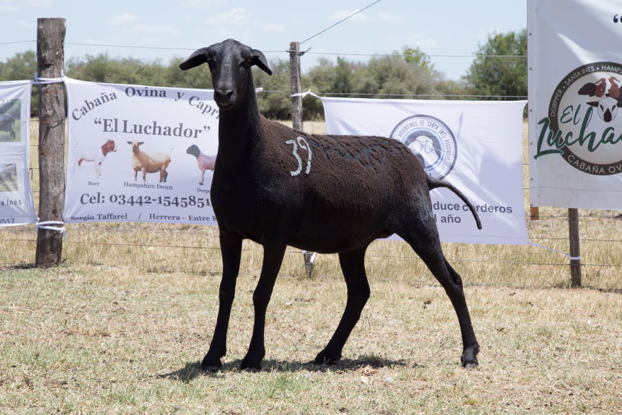 Lote OVINO STA. INES HEMBRA PPC