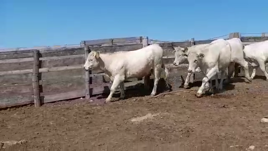 Lote VAQUILLONAS PI PREÑADAS