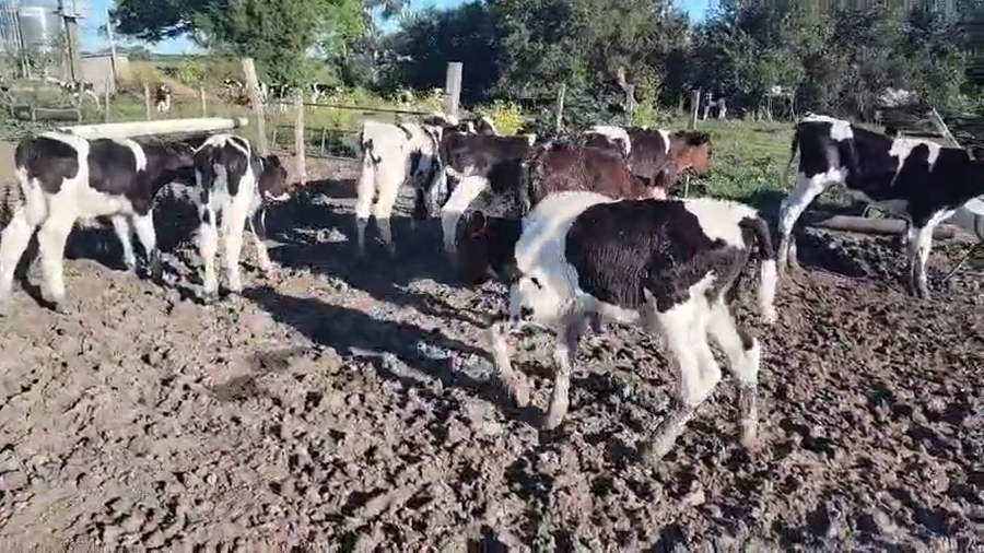 Lote 10 Terneros a remate en Pantalla Camy, San José