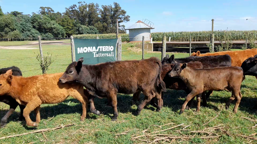 Lote 111 Terneros/as en Necochea