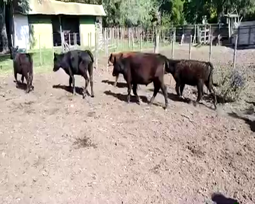 Lote Terneros/as en Gral. Las Heras, Buenos Aires