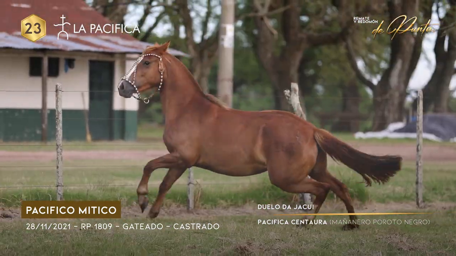 Lote PACIFICA NIÑA TRAVIESA