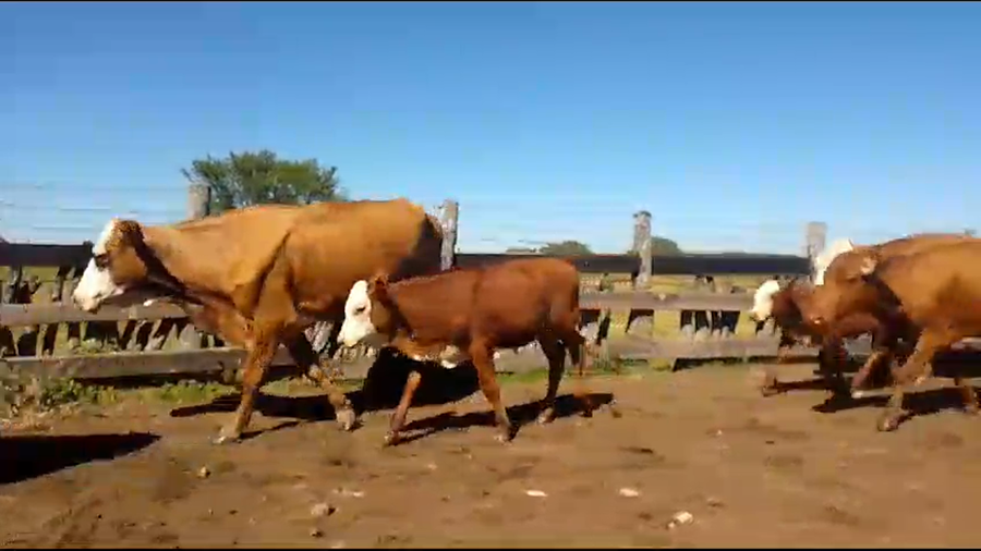 Lote 4 Vacas de invernar