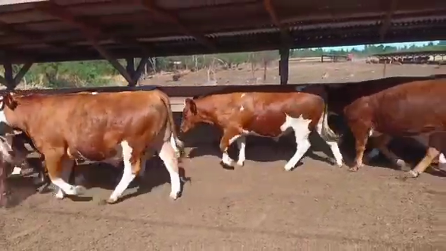 Lote 20 Novillo Gordo en Los Ángeles, VIII Región Biobío