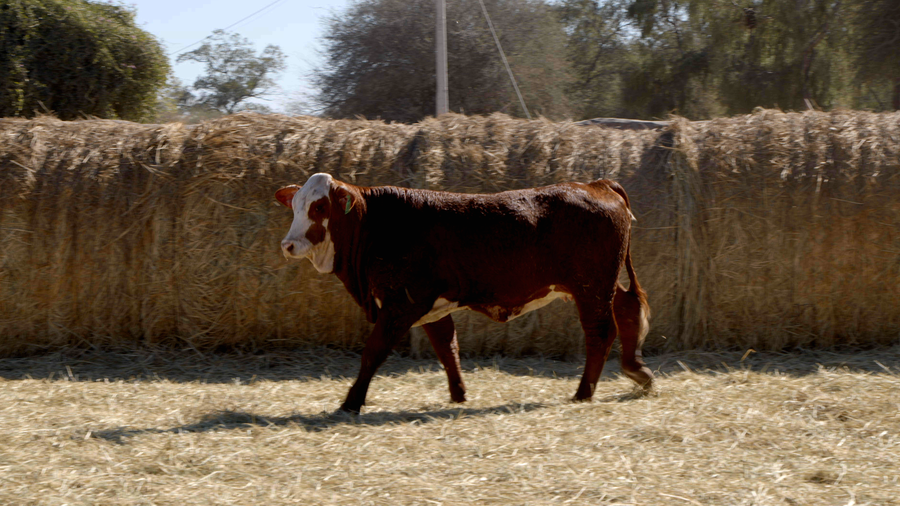 Lote HEMBRAS Remate Nucleo Genbra