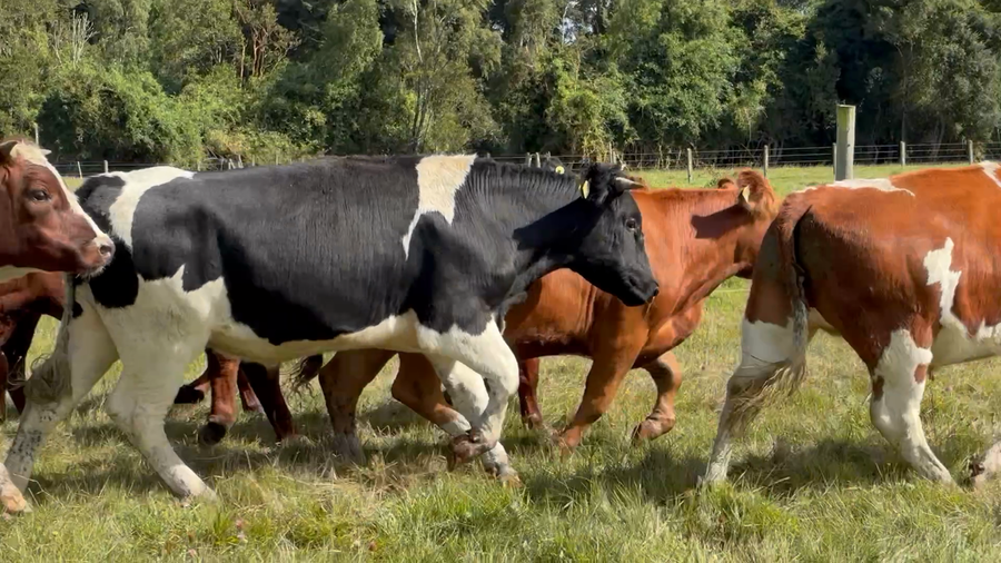 Lote 30 Novillo Engorda en Osorno, X Región Los Lagos