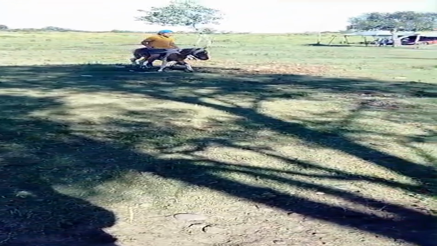 Lote PONI