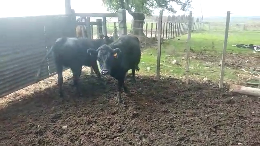 Lote Vaquillonas 2 AA