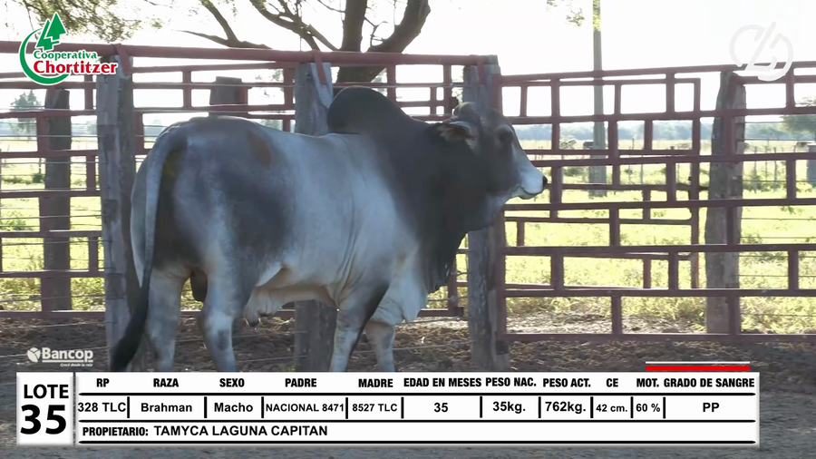 Lote Lote 35