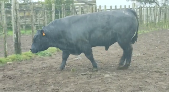 Lote Angus -Roca Negra