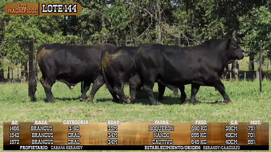 Lote LOTE 144