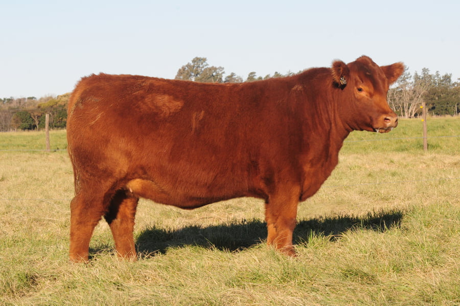 Lote Eleccion de una Vaquillona PP