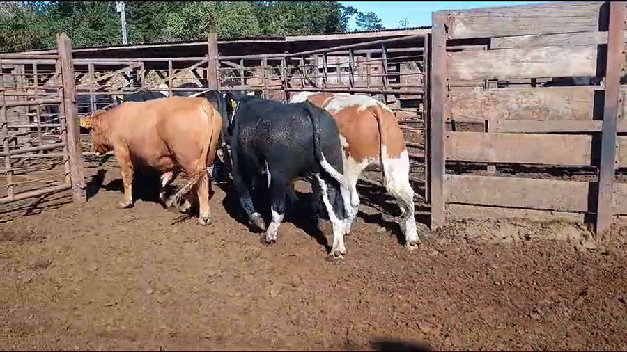 Lote 20 Novillo Gordo en Los Ángeles, VIII Región Biobío