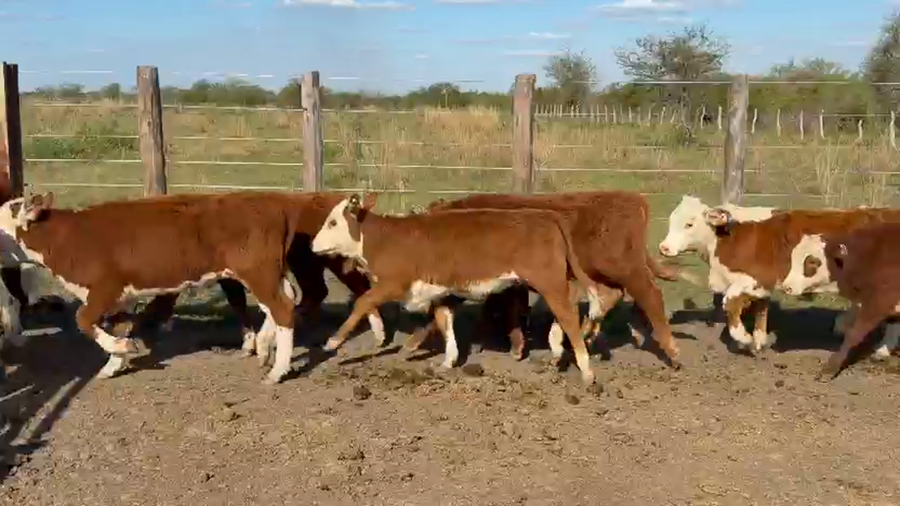 Lote 31 Terneros/as