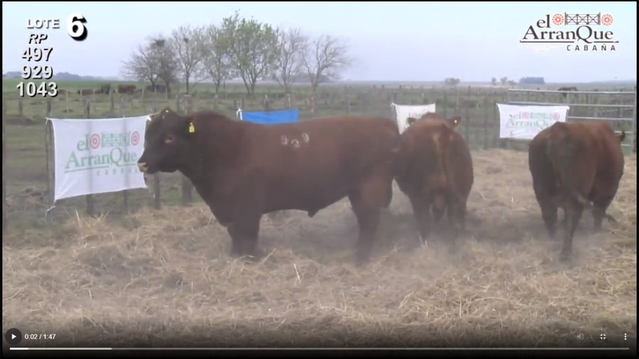 Lote 3 Toros Angus Colorados - Santa Anita, Entre Rios