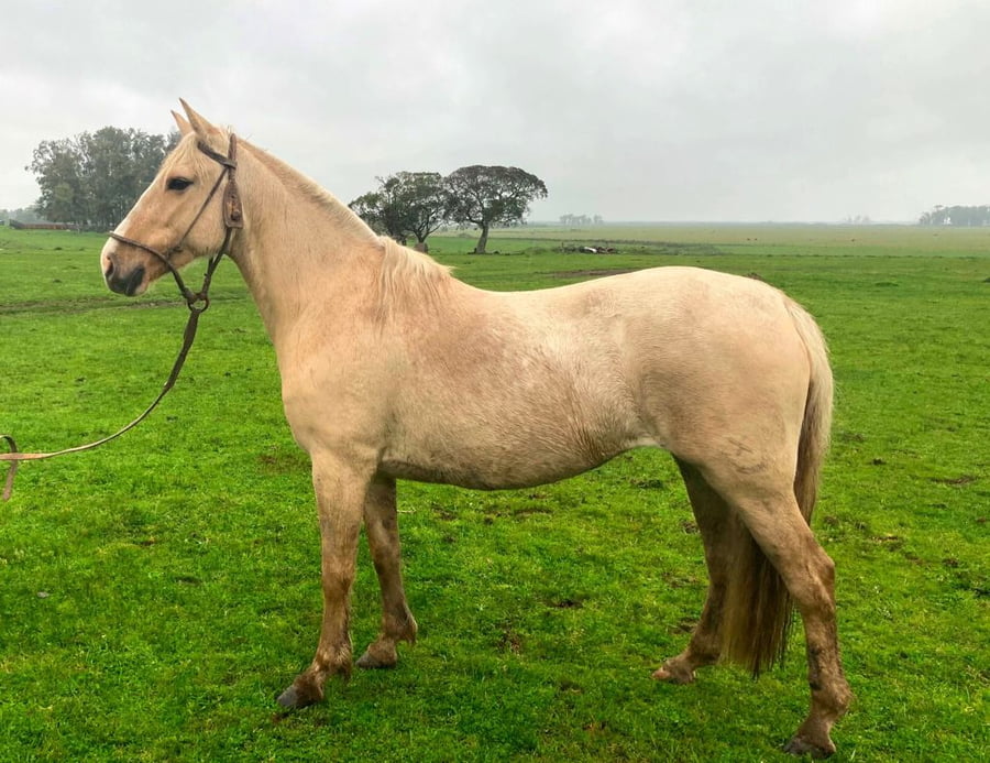 Lote Estribada Del Paraíso (RP 102) - Cabaña El Paraíso