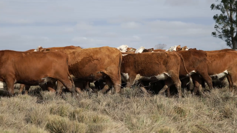 Lote Vaquillas señal 3 preñadas de primavera REMATE AGOSTO 2026