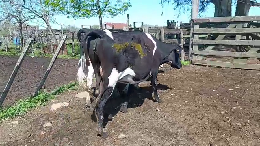 Lote 3 Vaquillonas  a remate en Pantalla Camy, San José