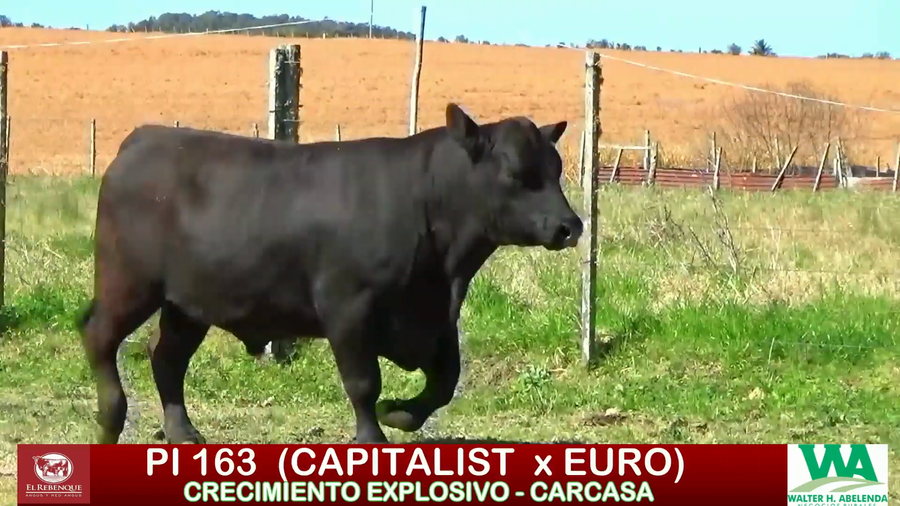 Lote Toros a remate en ANGUS EL REBENQUE, Florida