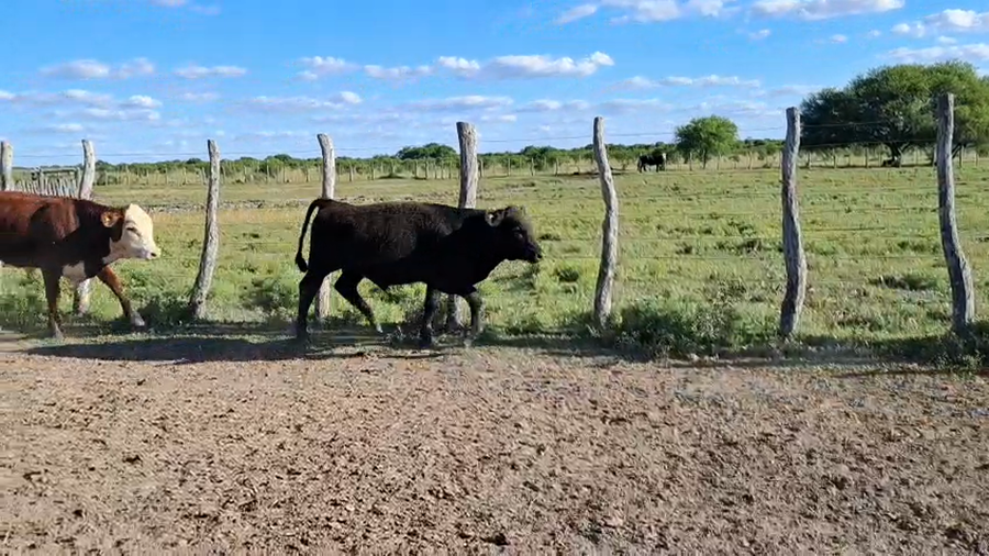 Lote 20 Terneros/as en Entre Ríos, San José de Feliciano
