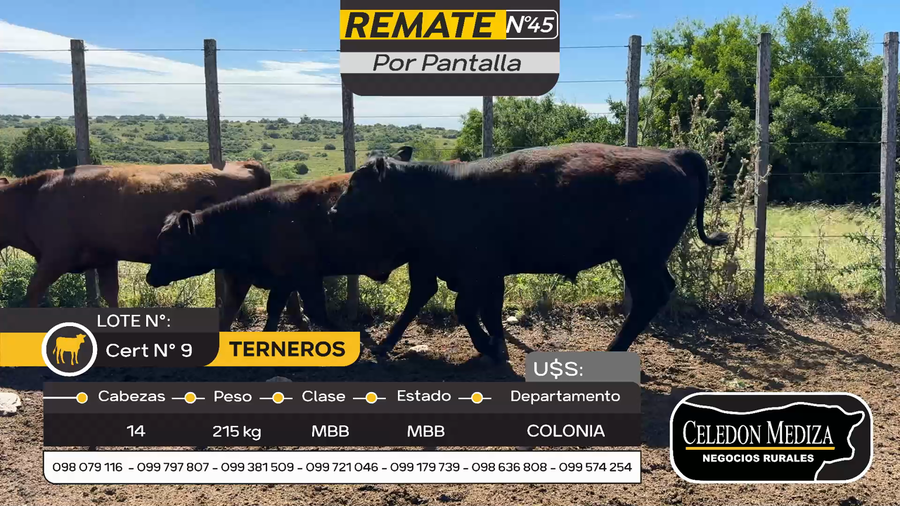 Lote 14 Terneros en Cufré, Colonia