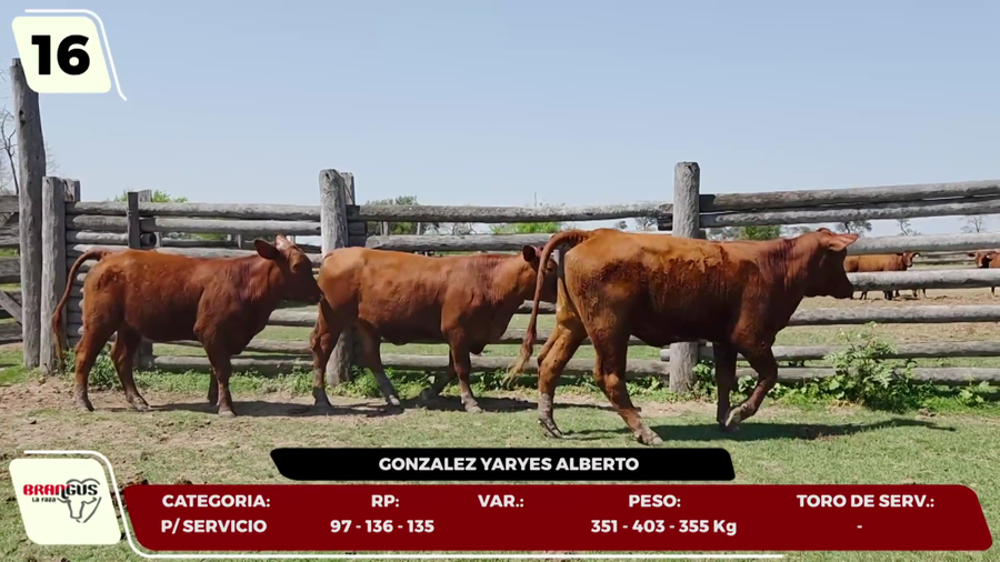 Lote LOTE 16- EN VIVO